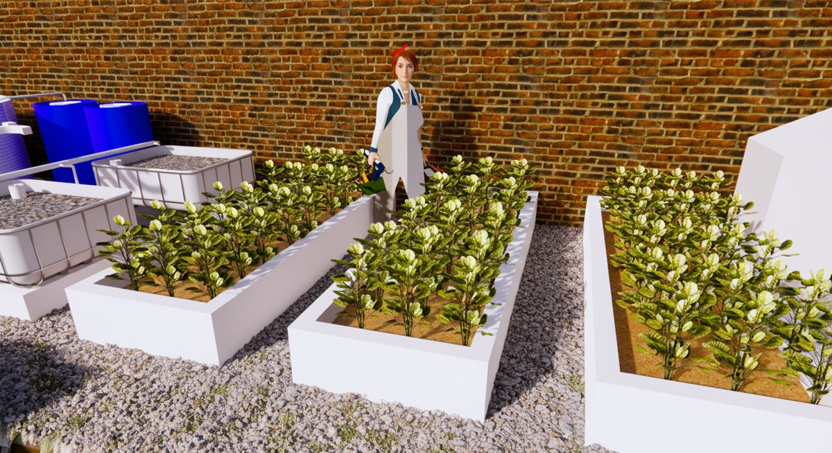 A Tropical Backyard Garden Guide: Our Family's Gardening Journey 1 tropical backyard garden guide